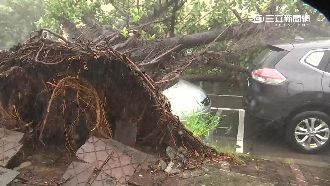 高雄強風暴雨　採訪車、路樹難逃一劫