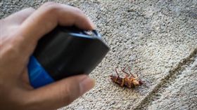 消毒,蟑螂　圖／shutterstock／達志影像