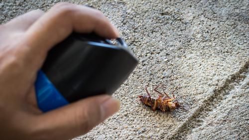 為什麼蟑螂死掉會翻肚？網友說出原因