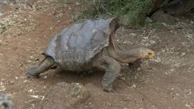 加拉巴哥象龜 圖／翻攝自《PHYS.ORG》