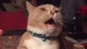 貓-Appreciate臉書-https://www.facebook.com/AppreciateENG/videos/1601134123519727/