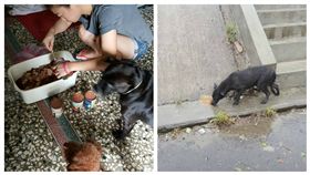 ▲民眾不忘在外風吹雨打的浪浪。（圖／翻攝自徐文良徐園長護生園臉書）
https://www.facebook.com/%E5%BE%90%E6%96%87%E8%89%AF%E5%BE%90%E5%9C%92%E9%95%B7%E8%AD%B7%E7%94%9F%E5%9C%92-482873861887397/