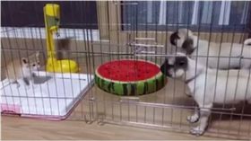 貓咪,狗狗,寵物,貓狗 圖／翻攝自臉書