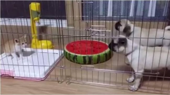 貓咪遇兩犬挑釁　竟上演喵星人的逆襲