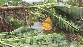 颱風小犬農損656萬元　芋頭最傷幾乎占半