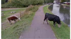 谷歌幫牛打馬賽克(圖/翻攝自The Guardian)
