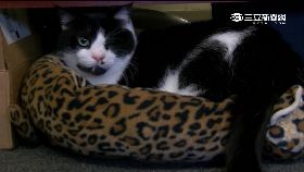 w九命僵屍貓1200