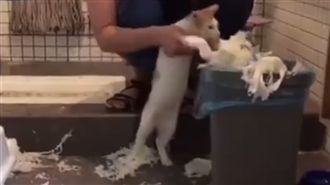 喵星人玩衛生紙　主人要他「自己收」