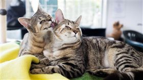 沒有眼皮的萌萌虎斑貓　手術後有一雙「愛笑的眼睛」
圖／翻攝自http://portraitsofananimalshelter.com/