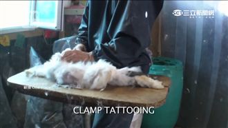 影／小白兔竟活活被拔毛！慘叫聲不斷