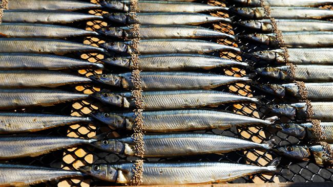 還能吃嗎？謠傳秋刀魚線蟲超標？