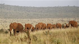 肯亞,野生動物,非洲,大草原,大象（圖／路透社／達志影像）