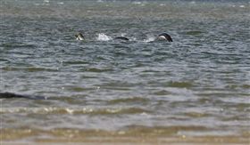 尼斯湖水怪現跡。(圖/翻攝自英國《鏡報》)
-http://www.mirror.co.uk/news/uk-news/picture-prove-loch-ness-monster-8849228