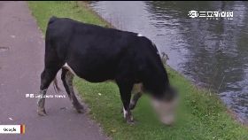 W牛臉被打碼1100