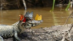 照片,生物,鱷魚,眼淚,熱帶雨林,蝴蝶,昆蟲,美國,大自然(https://www.facebook.com/theroyalsociety/photos/ms.c.eJxFjksOACEIQ280sVoQ73~_xMTRCwoK89IfpCBu0jRgxxwcBwz2C0SAVYAFZUBaPtCw8cP~;g5ilgnmB7KY4yGqhlskGGWu2gCbRCoeHdounrBw2RLCo~-.bps.a.1261850400514159.1073741860.148276958538181/1261850457180820/?type=3&theater)