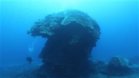 「擔心的事，終於發生了」，全球現存最大型單體微孔珊瑚、綠島千年大香菇，潛水教練俞明宏18日發現倒了，圖為未倒前。
（俞明宏提供）