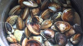 蛤蠣（圖／翻攝自YouTube）