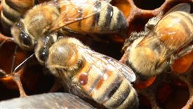 蜂蜜減產怎麼辦？加強蜂蟹蟎防範較實在！（圖／農委會）