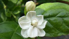 茉莉花(圖／攝影者Colin Zhu, flickr CC License 
https://www.flickr.com/photos/colinzhu/488327178/