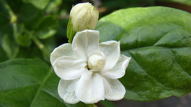 睡不著怎麼辦？快在家裡放這5種盆栽