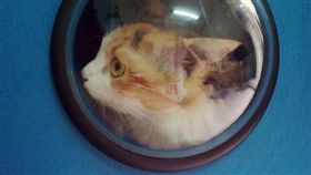 太空包,貓咪,機車,騎車,鼻血,安全,車速(臉書 https://www.facebook.com/oneboy.sp/photos/pcb.1350320911663890/1350320834997231/?type=3&theater)