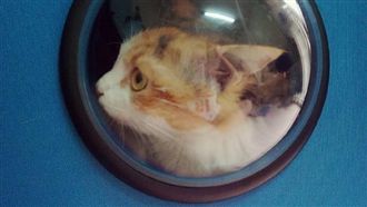 帶寵物出門夯？「太空包」讓貓留鼻血