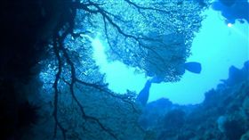 蘭嶼大海扇也破了（1）
人為破壞又碰上颱風季節，蘭嶼藍洞美麗的大海扇，缺了數塊，潛水教練形容就像電視劇裡「濟公拿的扇子」。（蘭嶼藍海屋潛水提供）
中央社記者盧太城台東傳真　105年9月19日