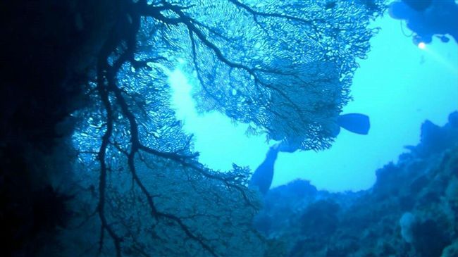 人禍天災　蘭嶼大海扇變「濟公破扇」