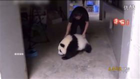 這隻貓熊懂人話! 與飼養員