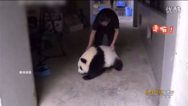 這隻貓熊懂人話！與飼養員鬥嘴超萌