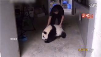 這隻貓熊懂人話！與飼養員鬥嘴超萌