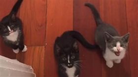 16:9
貓咪合唱團　喵星人　聚眾　狂喵　貓奴崩潰：我聽不懂啊！
圖／翻攝自veggiedayz's IG
https://www.instagram.com/p/BIljaN4j65B/