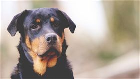 狗,寵物,毛小孩（圖／Pixabay）