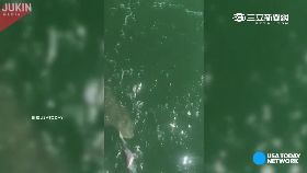 直擊鯊吞鯊1200.