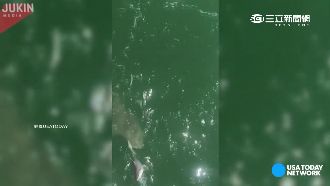 海洋版「螳螂捕蟬」　巨鯊咬上鉤小鯊