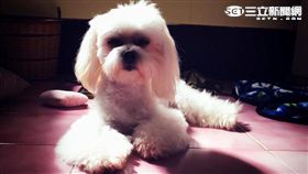 狗,寵物,瑪爾濟斯,小狗／記者高靜瑤攝影