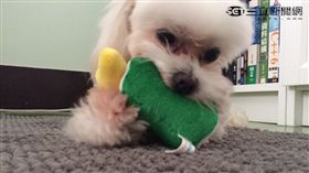  狗,寵物,瑪爾濟斯,小狗／記者高靜瑤攝影