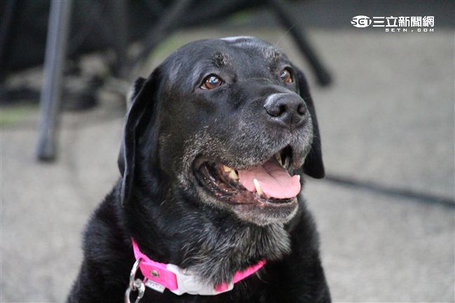 台灣首創「客製化」犬糧問市記者會（攝影／記者林顥宗）