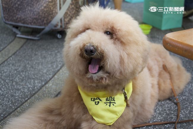 台灣首創「客製化」犬糧問市記者會（攝影／記者林顥宗）