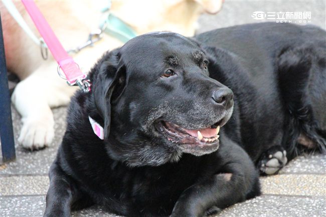 台灣首創「客製化」犬糧問市記者會（攝影／記者林顥宗）