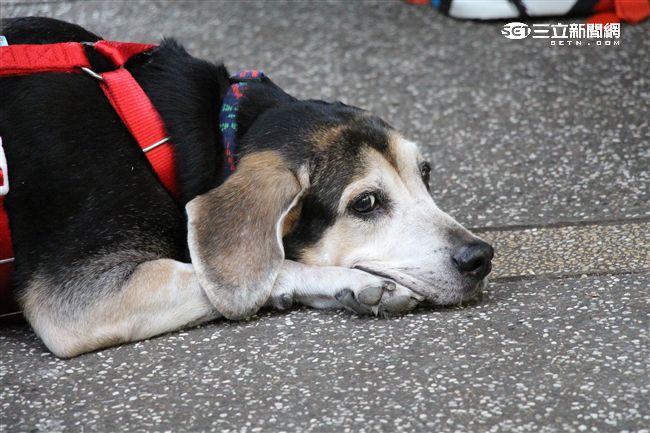 台灣首創「客製化」犬糧問市記者會（攝影／記者林顥宗）