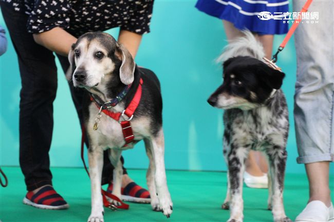 台灣首創「客製化」犬糧問市記者會（攝影／記者林顥宗）