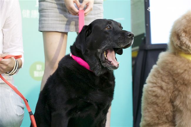 台灣首創「客製化」犬糧問市記者會（攝影／記者林顥宗）