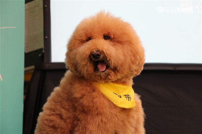 台灣首創「客製化」犬糧問市記者會（攝影／記者林顥宗）