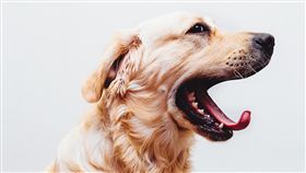 狗狗／取自nu4PET