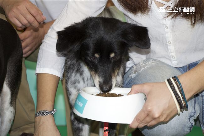 台灣首創「客製化」犬糧問市記者會（攝影／記者林顥宗）