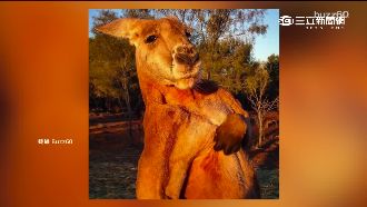 歲月催鼠老！硬漢袋鼠1年後竟變這樣