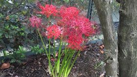 彼岸花　圖／翻攝自みこと推特