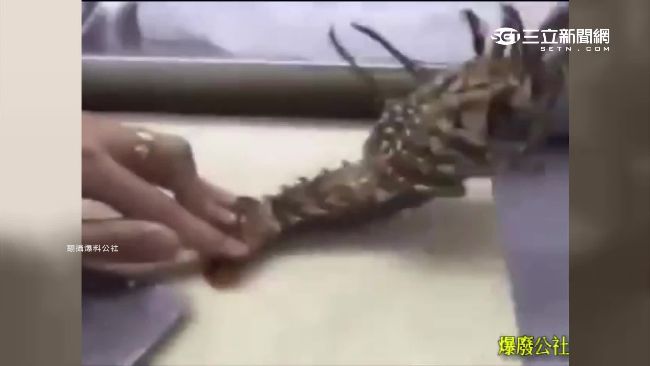 龍蝦仰臥起坐1秒1下　專家：假的
