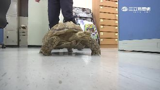 神奇象龜推開門　瞞主人翹家逛大街